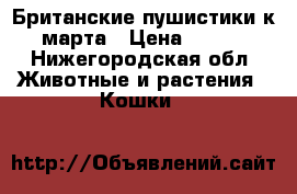 Британские пушистики к 8 марта › Цена ­ 3 000 - Нижегородская обл. Животные и растения » Кошки   